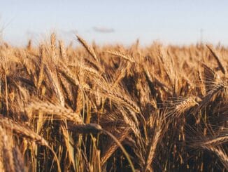 crop insurance