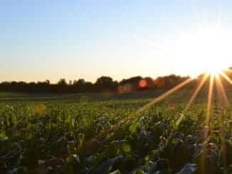 crop insurance