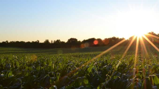 crop insurance