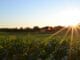 crop insurance